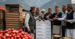 Shimla apple price drop
